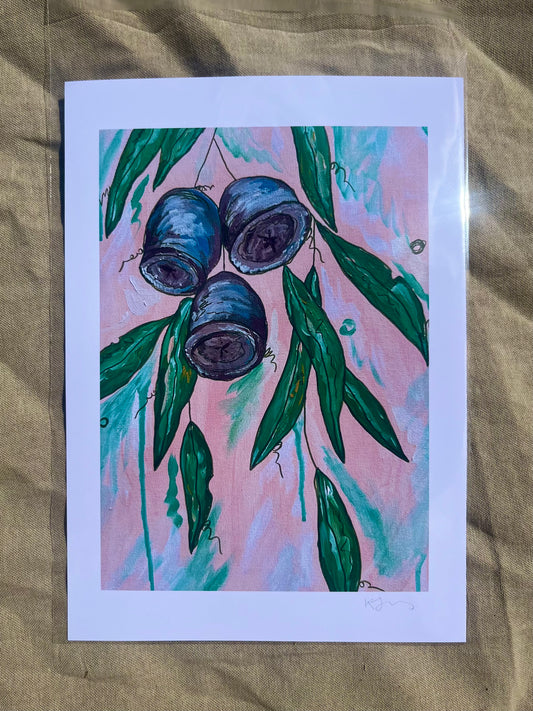 Pink Gumnuts