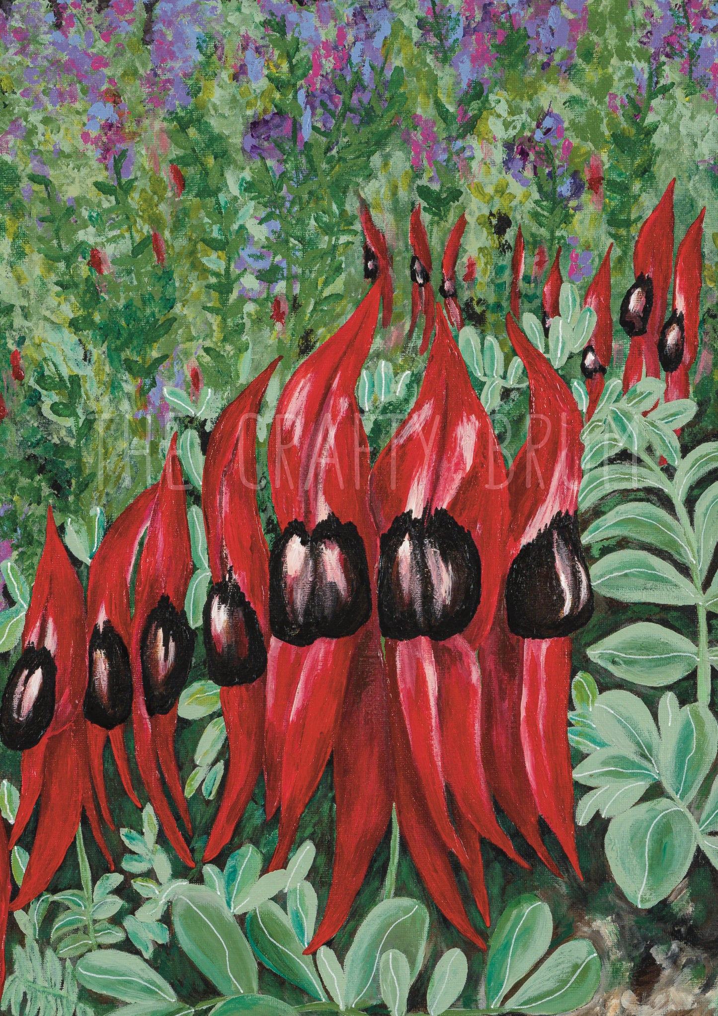Sturt Desert Pea Card