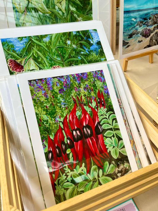 Sturt Desert Peas, Adelaide Botanic Gardens