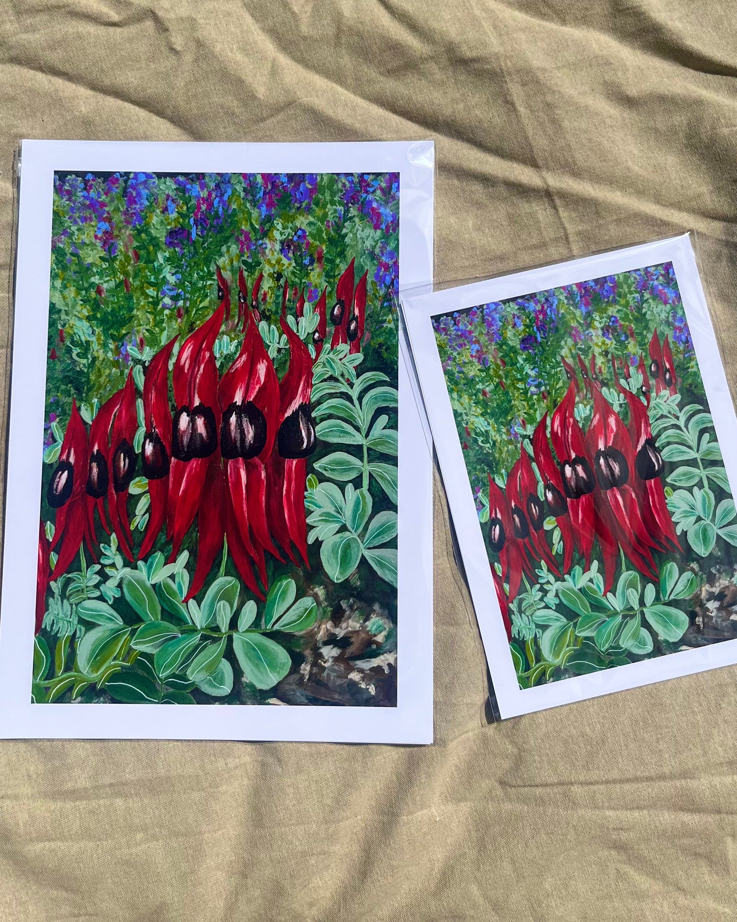 Sturt Desert Peas, Adelaide Botanic Gardens