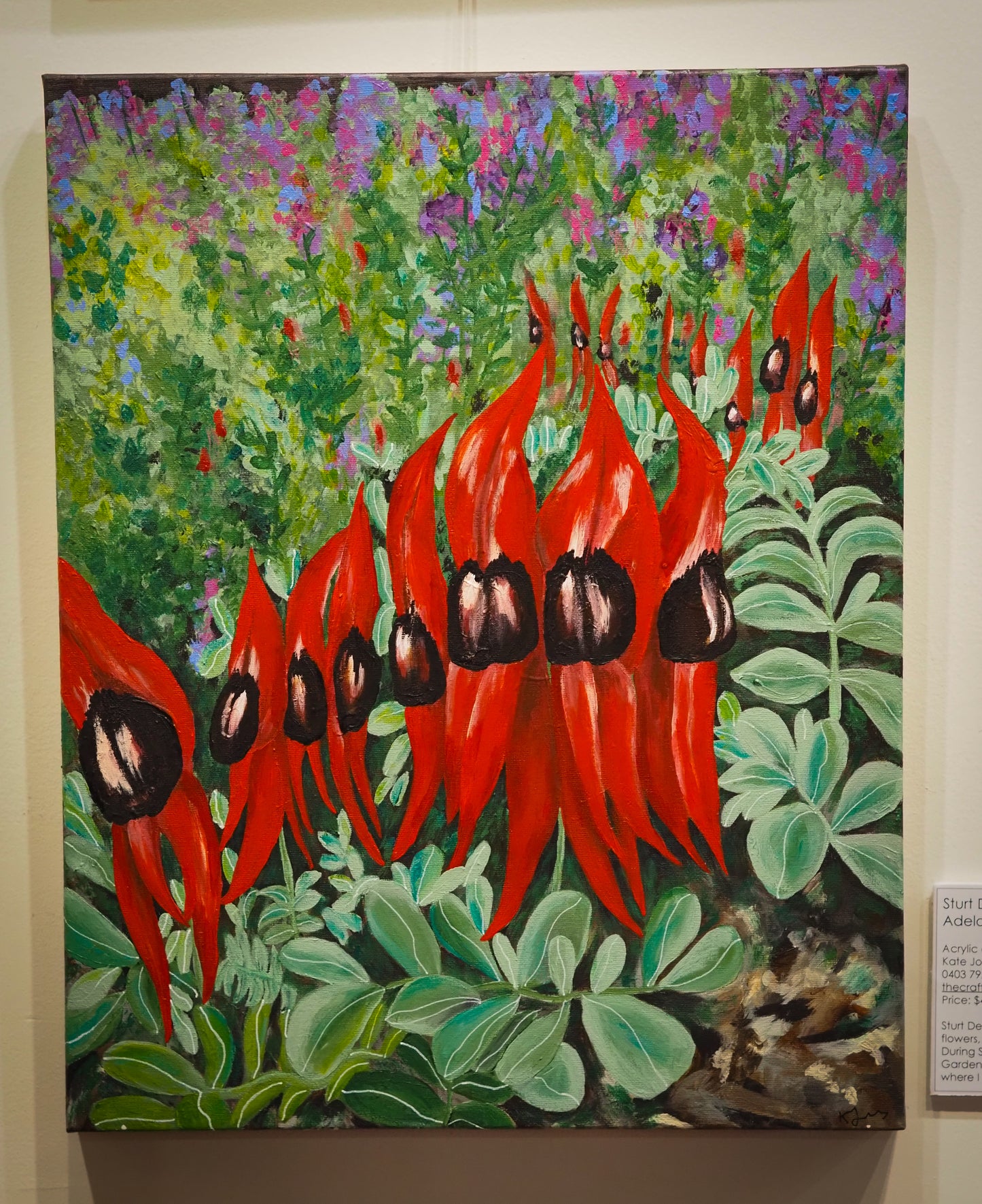 Sturt Desert Peas, Adelaide Botanic Gardens