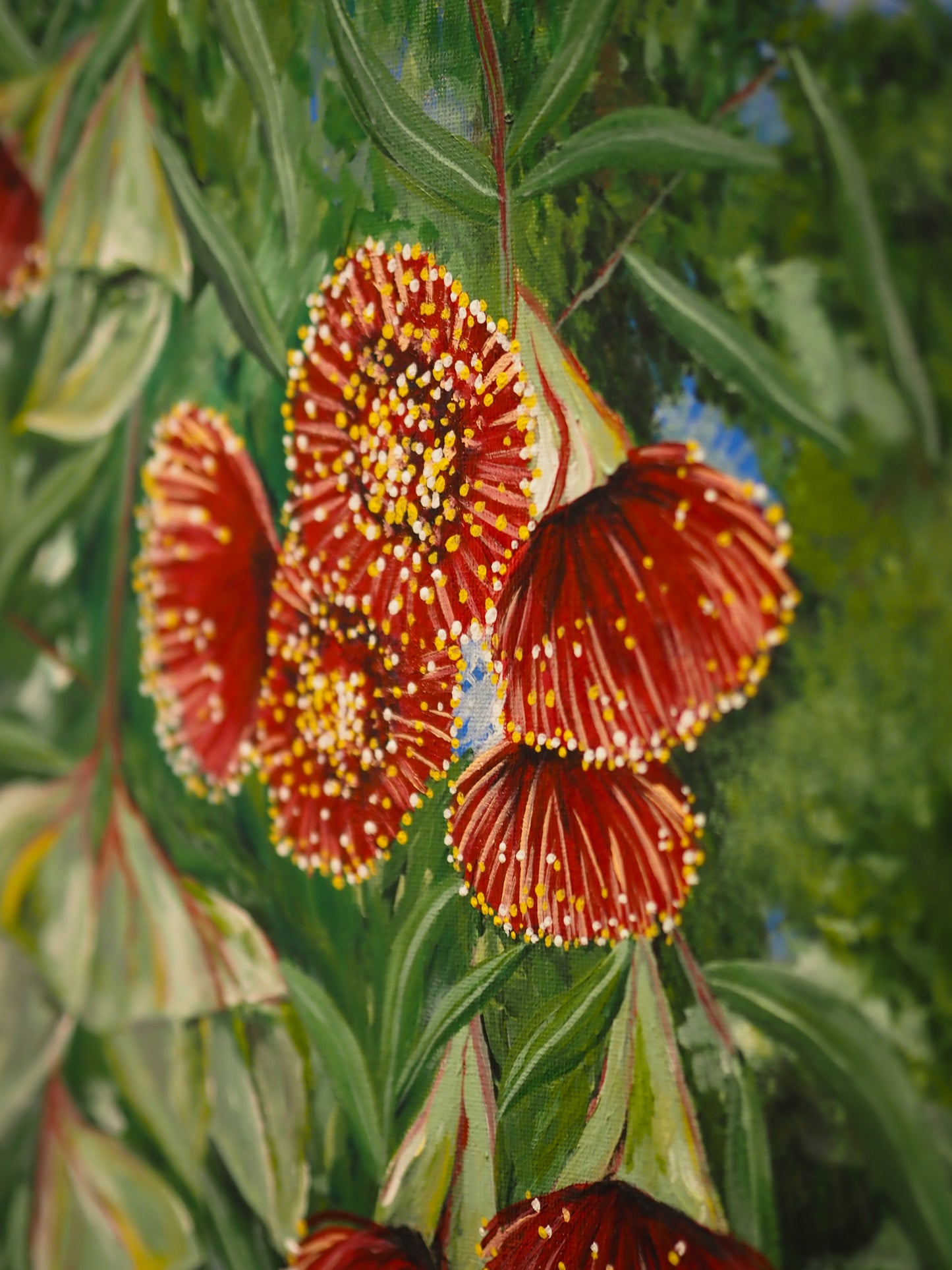 Gum Nut Blossoms