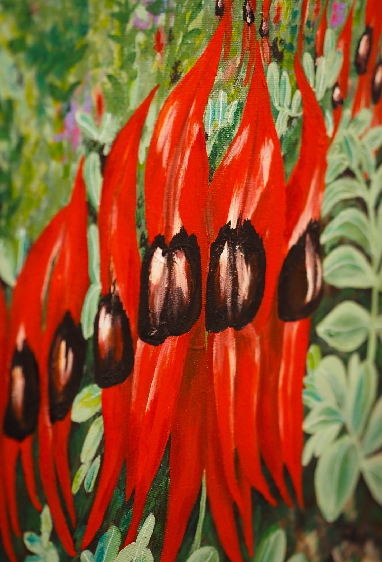 Sturt Desert Peas, Adelaide Botanic Gardens