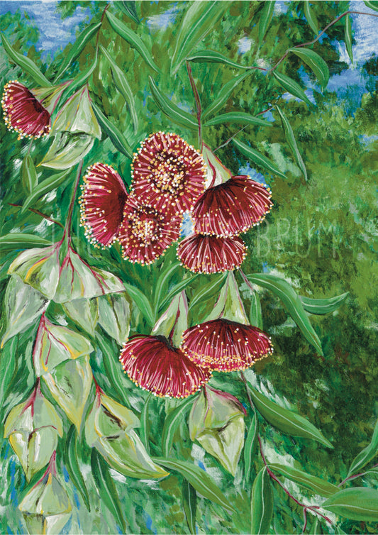 Gumnut Blossom Card