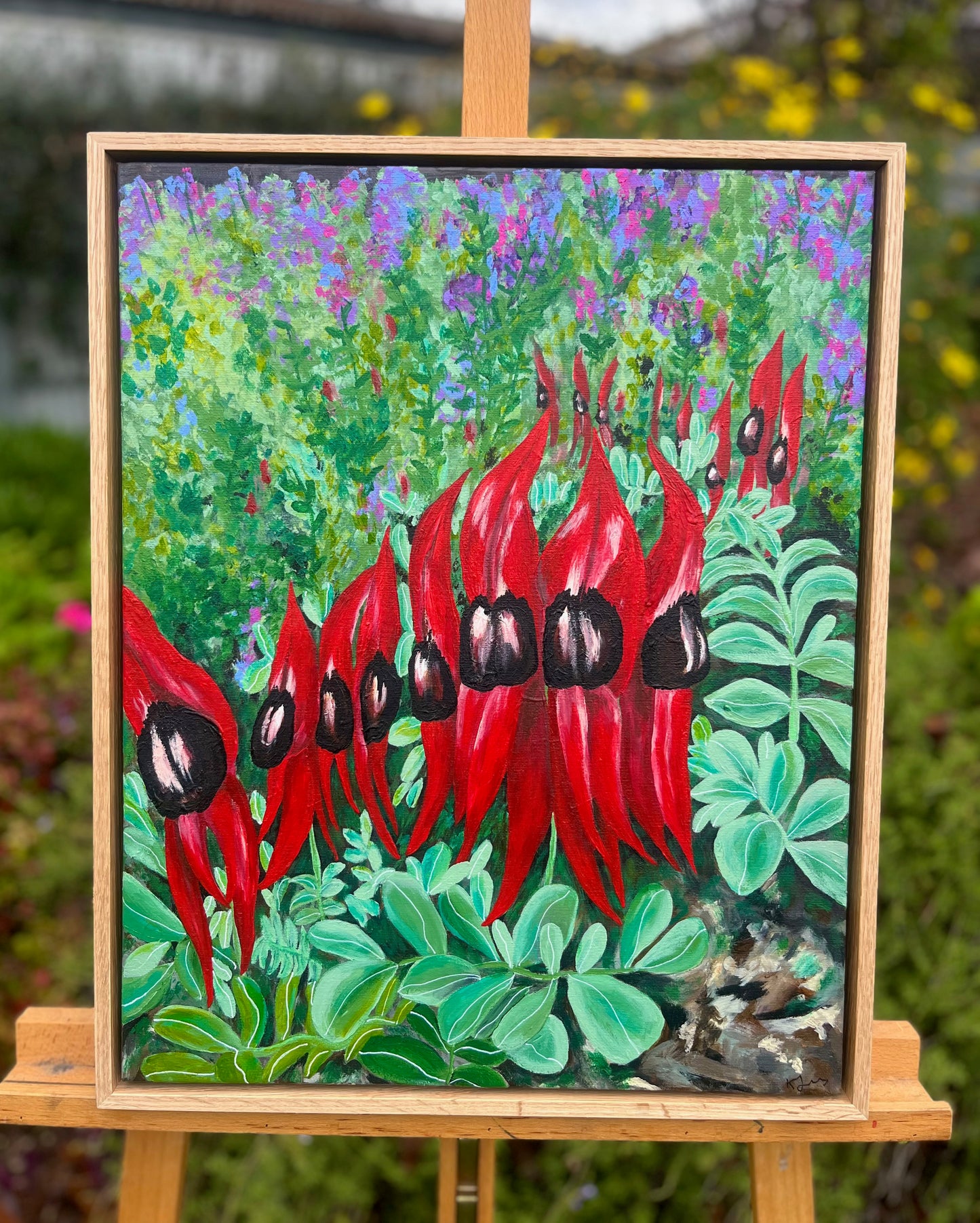 Sturt Desert Peas, Adelaide Botanic Gardens