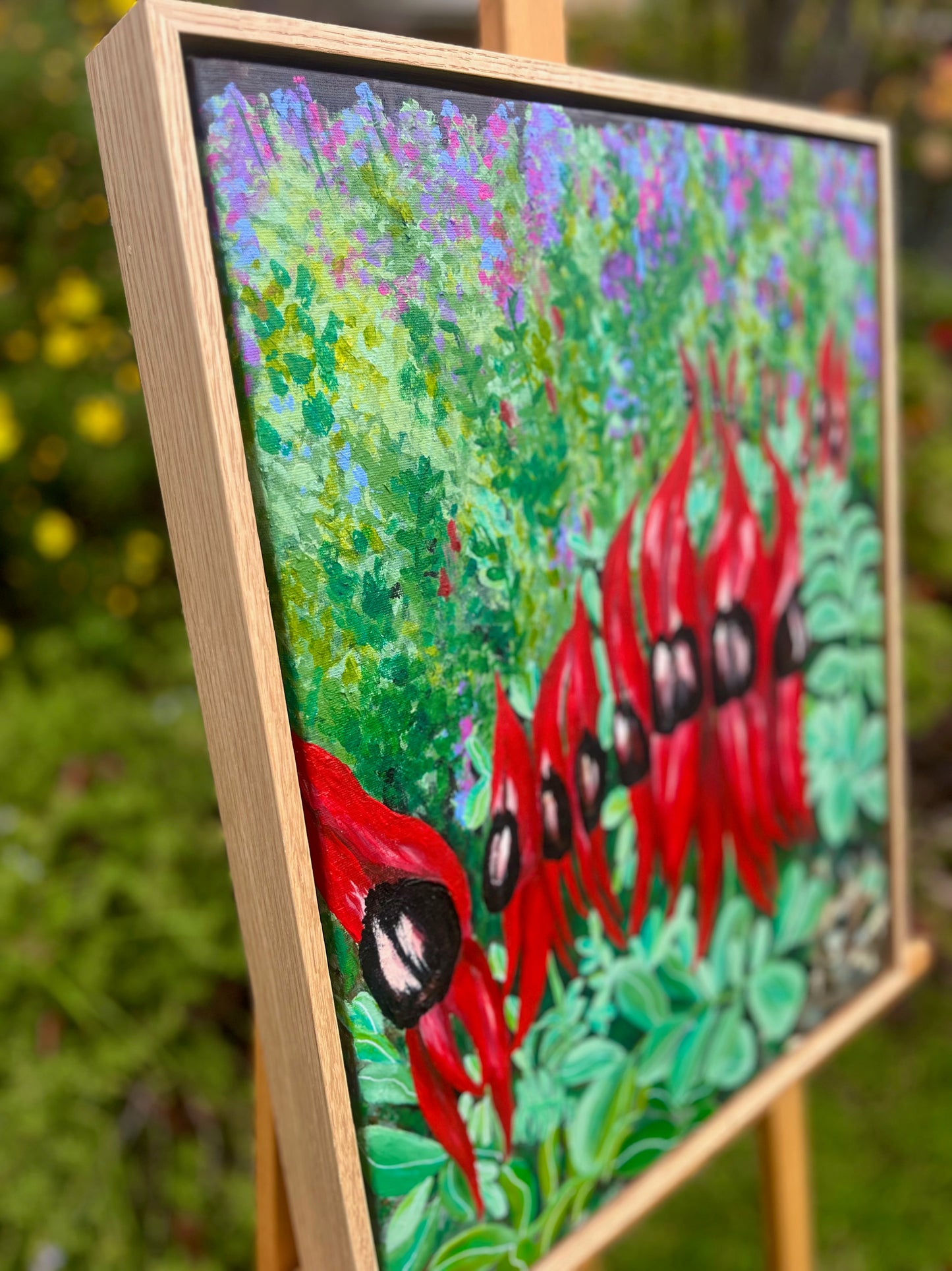 Sturt Desert Peas, Adelaide Botanic Gardens