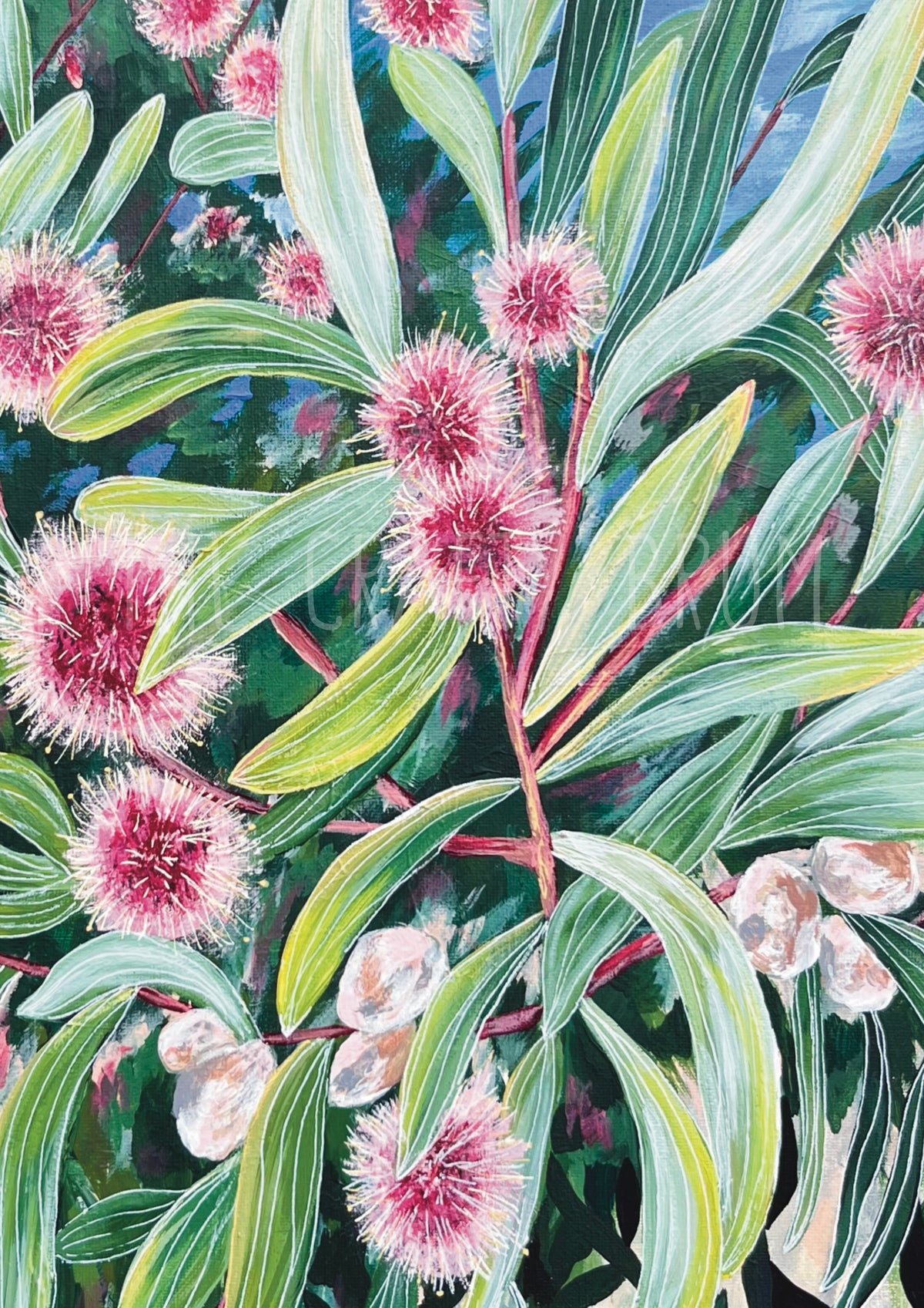 Hakea in Bloom Card